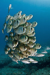 School of Threadfin Pearl Perch.  Ningaloo Reef, Western ... by Ross Gudgeon 
